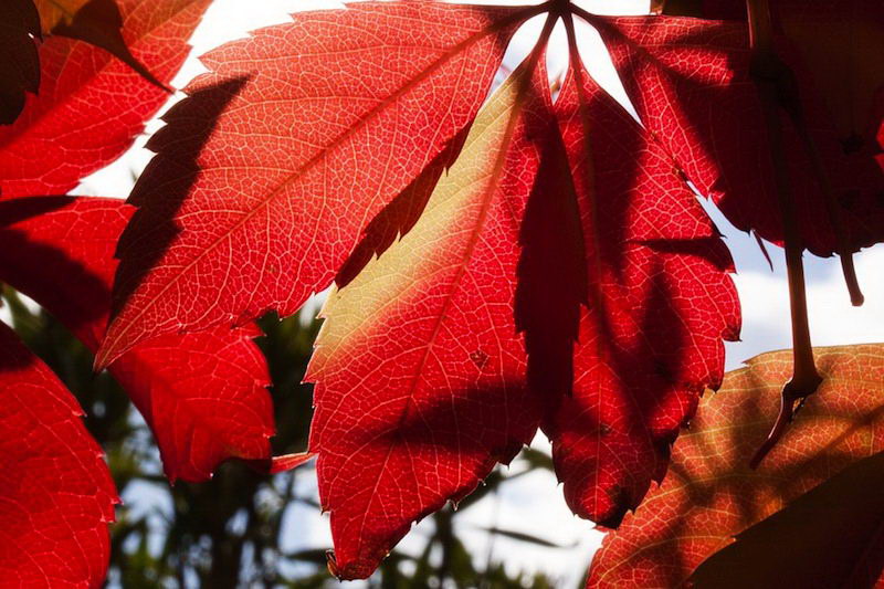 5 Ways to Stay Warm in the Fall and Winter Eating a High Raw Diet